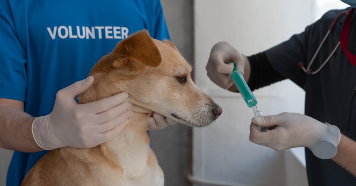 assistance médicale à l'étranger : bénéficiez d'une prise en charge professionnelle pour vos besoins médicaux lors de vos déplacements à l'étranger.