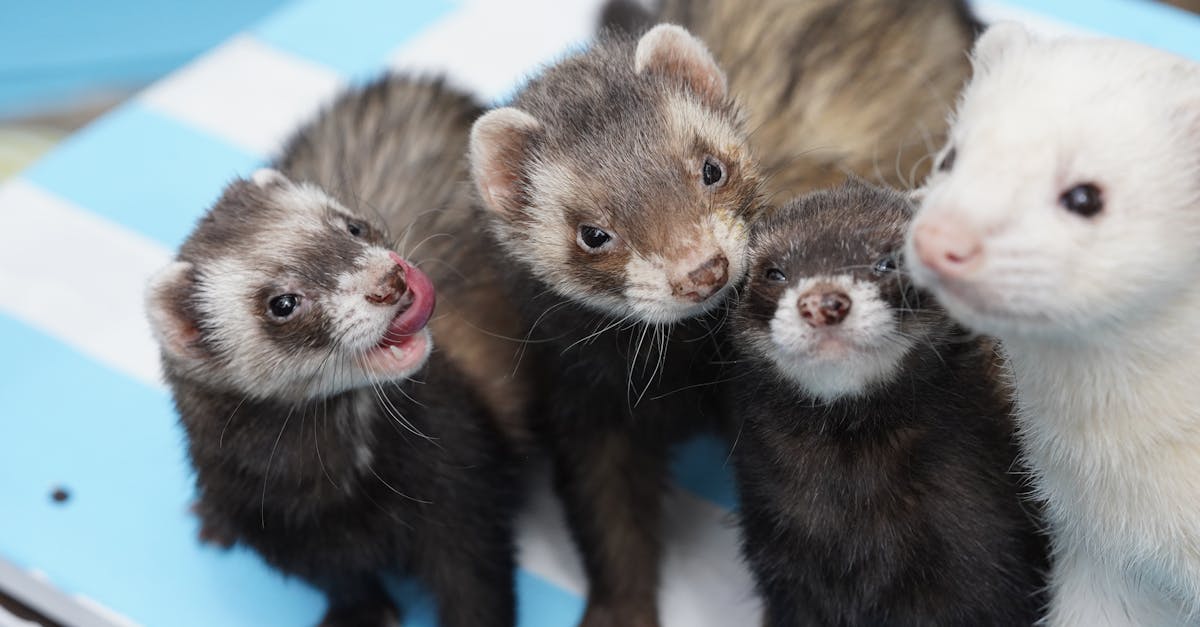 découvrez tout sur les furets, ces petits animaux de compagnie adorables et curieux. apprenez à les élever, à comprendre leur comportement et à leur offrir un environnement enrichissant pour qu'ils s'épanouissent pleinement.