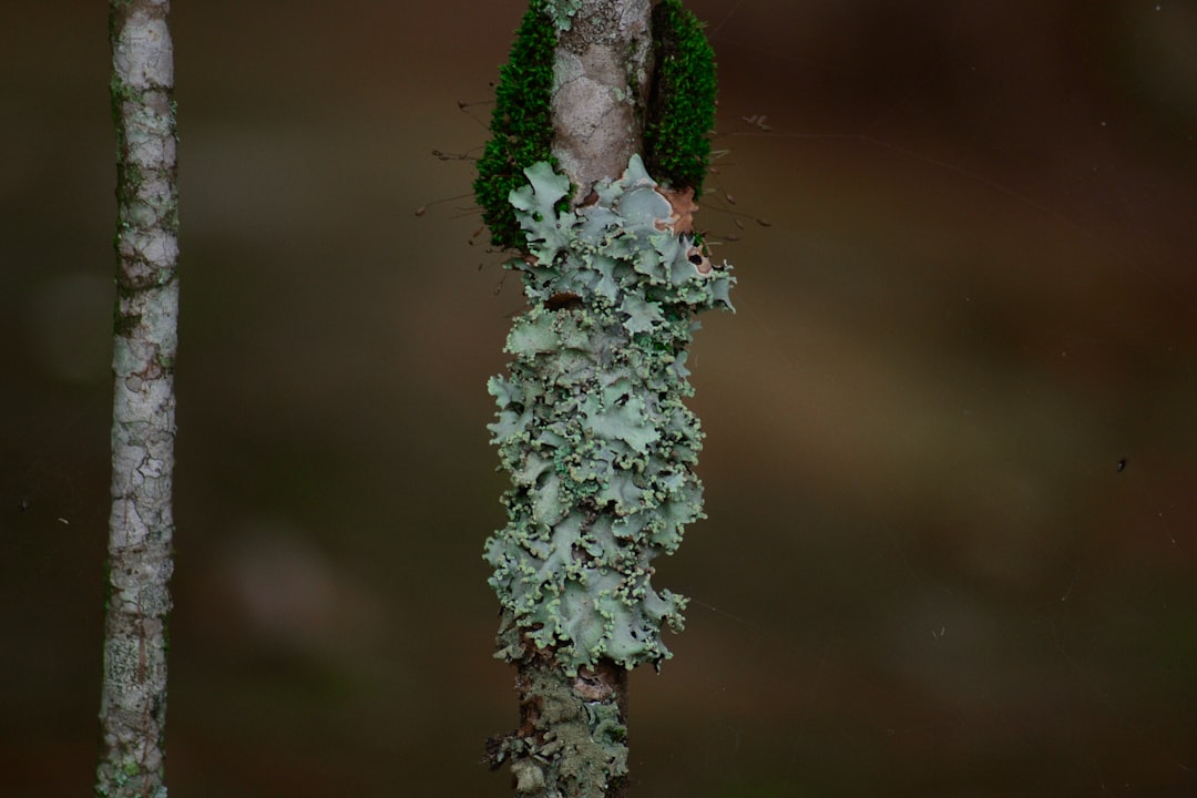 découvrez le mutualisme, une relation symbiotique fascinante entre deux espèces où chacune tire profit de la coexistence. explorez ses mécanismes, ses exemples dans la nature et son impact sur les écosystèmes.