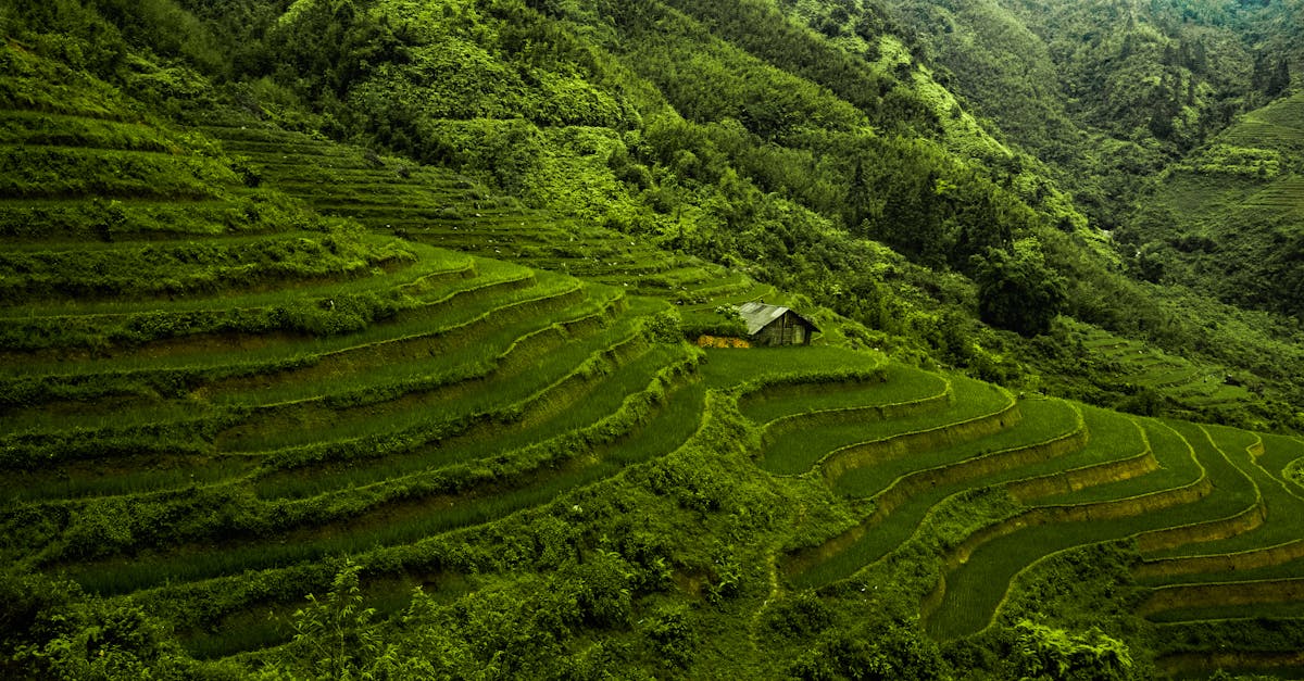 découvrez le vietnam, un pays riche en culture, en paysages époustouflants et en histoire fascinante. explorez ses rizières en terrasses, ses plages immaculées et sa délicieuse cuisine. plongez dans l'hospitalité chaleureuse de ses habitants et vivez une aventure inoubliable.