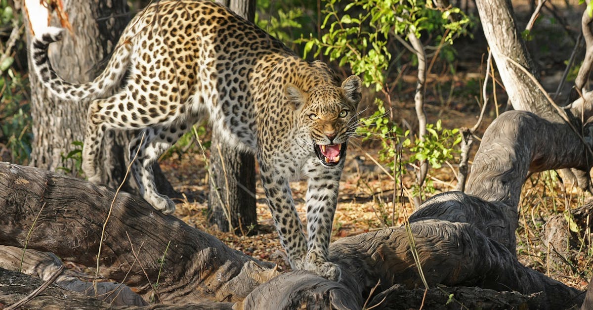 découvrez le botswana, un pays d'afrique austral réputé pour ses paysages époustouflants, sa faune diversifiée et sa culture riche. explorez le delta de l'okavango, partez à l'aventure dans le désert du kalahari et plongez dans l'hospitalité des habitants locaux. un voyage inoubliable vous attend au cœur de la nature sauvage.