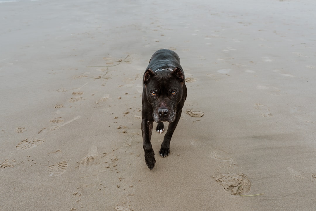 découvrez l'assurance canine qui protège votre fidèle compagnon en cas d'accident ou de maladie. bénéficiez d'une couverture adaptée aux besoins de votre chien et offrez-lui les meilleurs soins vétérinaires tout en maîtrisant vos dépenses.