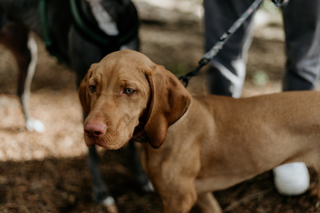 découvrez nos solutions d'assurance canine pour protéger votre compagnon à quatre pattes. offrez-lui une couverture complète pour les frais vétérinaires, les soins préventifs et les urgences. protégez votre animal de compagnie avec une assurance fiable adaptée à vos besoins.