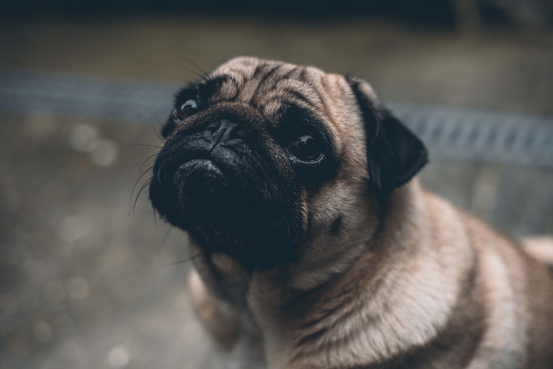 découvrez l'assurance canine, une protection essentielle pour la santé et le bien-être de votre compagnon à quatre pattes. protégez-vous contre les frais vétérinaires imprévus et offrez à votre chien les meilleurs soins possibles avec des options adaptées à vos besoins.